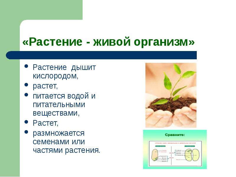 Растение это организм. Растение живой организм. Растения живущие в других организмах.