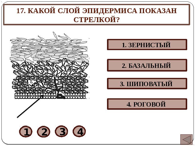 Представители каких слоев. Зернистый слой эпидермиса. Зернистый слой слой эпидермиса. Базальный шиповатый зернистый блестящий роговой. Зернистый слой функции.