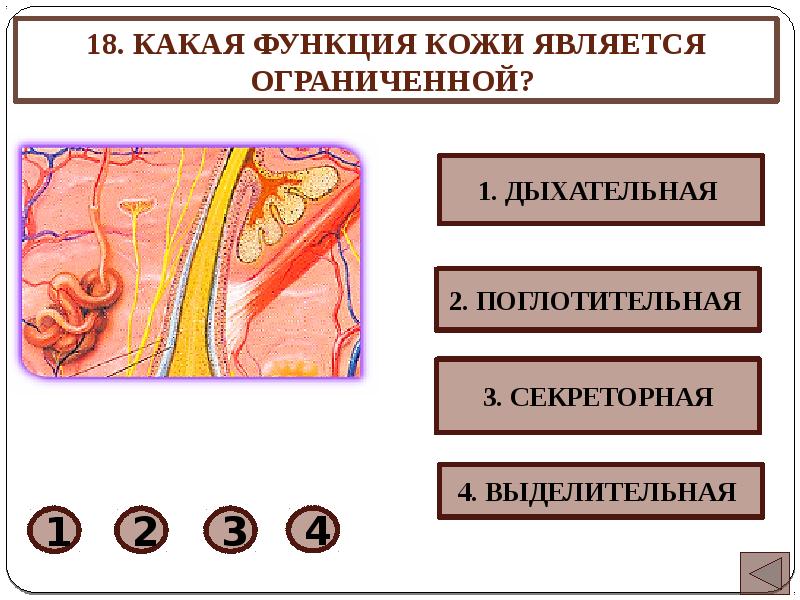 Функции кожи защитная выделительная. Выделительная и дыхательная функции кожи. Дыхательная функция кожи. Выделительная функция кожи. Секреторно выделительная функция кожи.