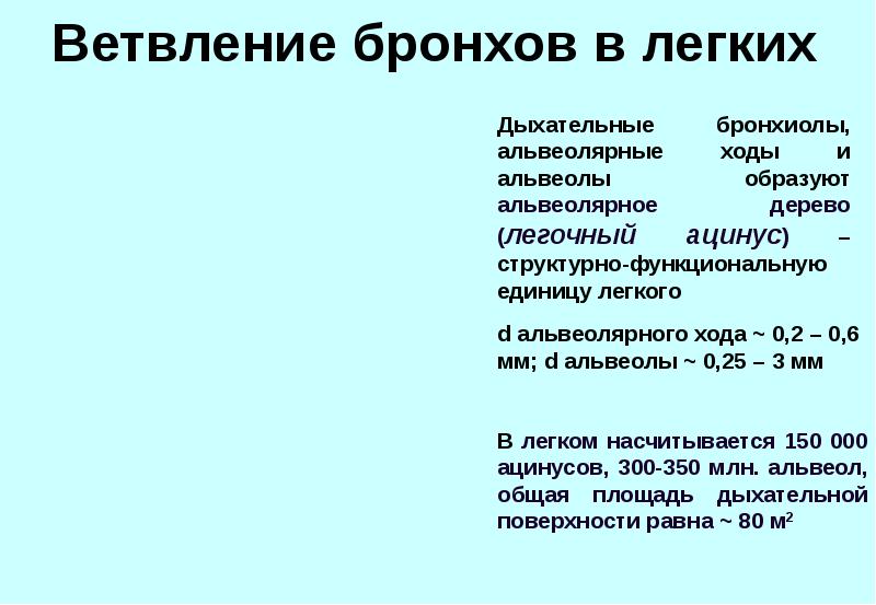 Единица легкого. Ветвление бронхов. Ветвление бронхов в легких. Ветвление крупных бронхов происходит в органе. Дыхательные бронхиолы образуются при ветвлении.