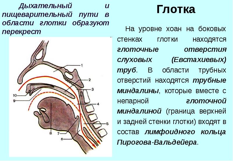 Дыхательные пути и пищевод схема