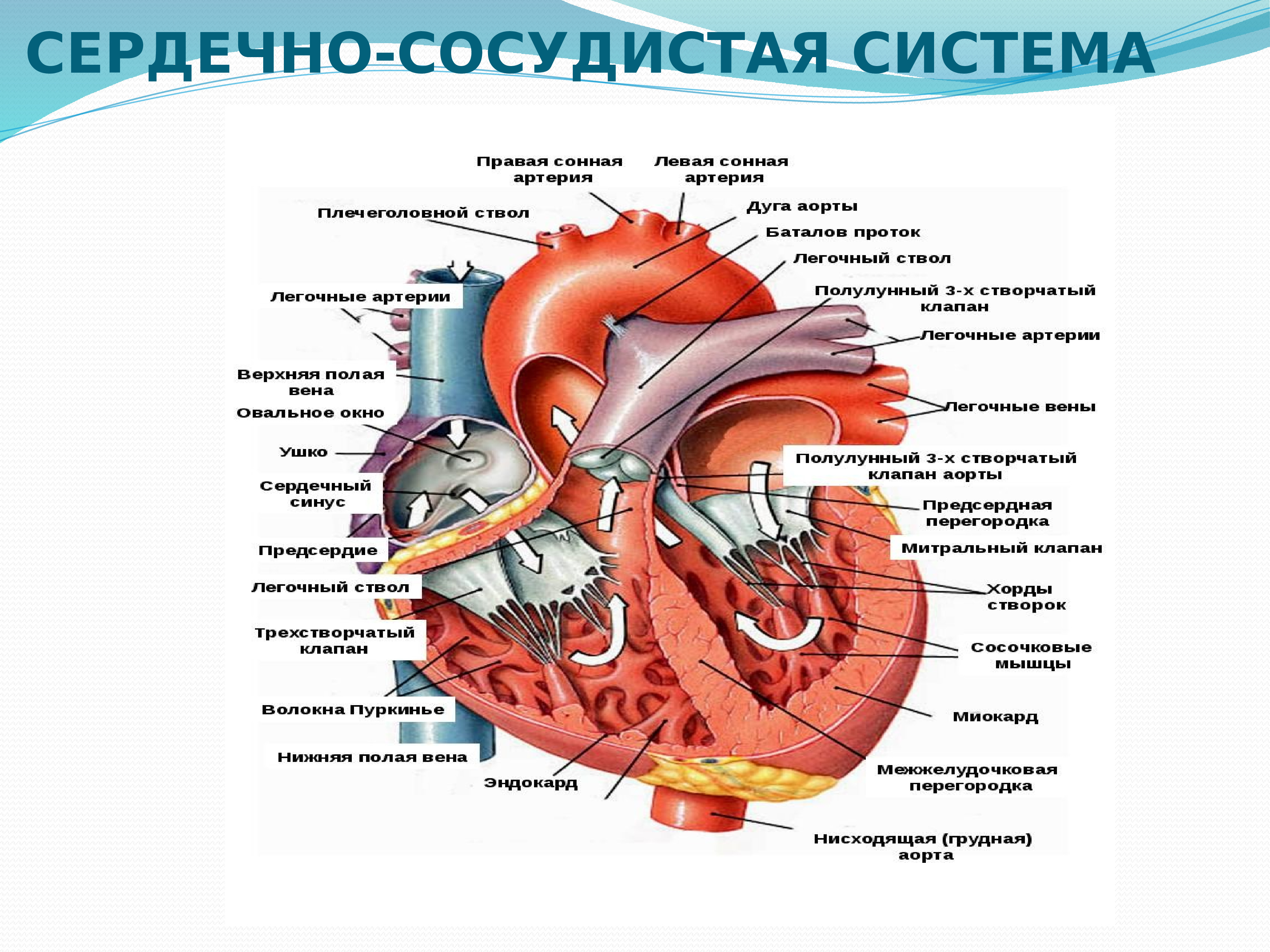 Сердечно сосудистая система это. Схема строения сердечно сосудистой системы. Строение сердечной системы. Сердечно-сосудистая система человека анатомия кратко. Схема общего строения сердечно сосудистой системы.