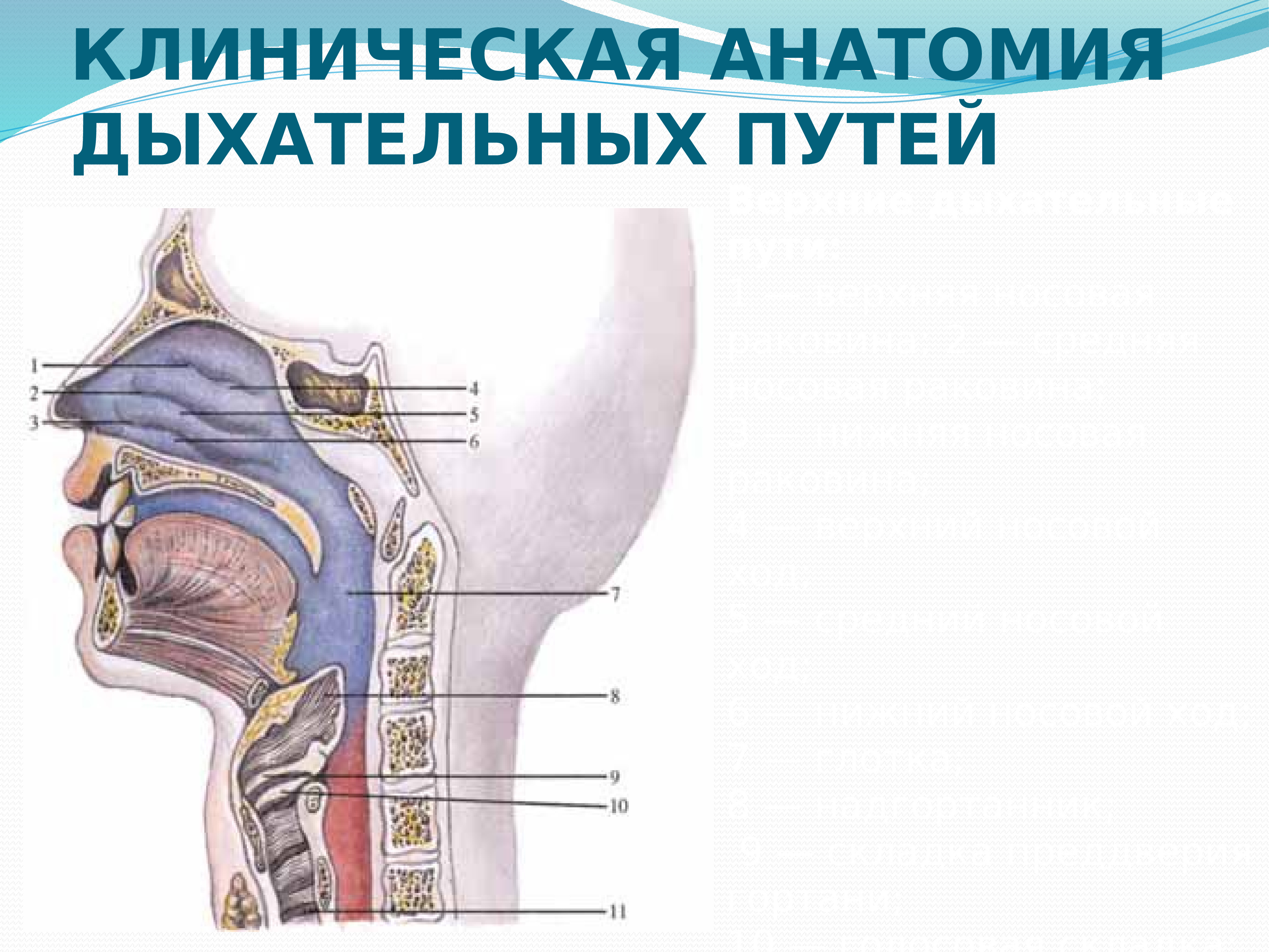 Полость носа и гортань. Анатомия и физиология дыхательных путей. Строение верхних дыхательных путей. Схема строения верхних дыхательных путей. Строение верхних дыхательных путей человека анатомия.