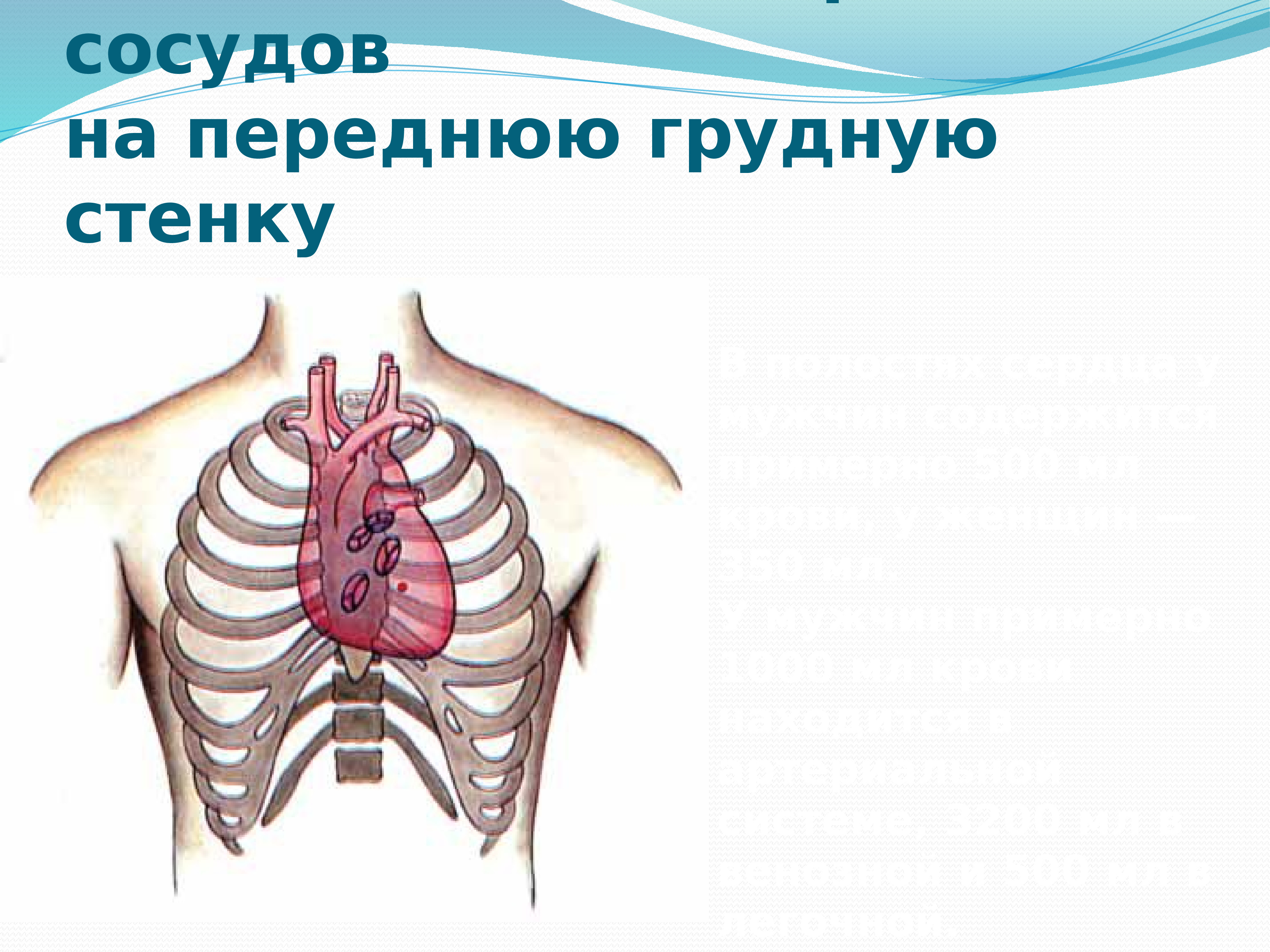 Грудная стенка. Проекция клапанов сердца на переднюю грудную стенку. Проекция сердца и магистральных сосудов на переднюю грудную стенку.. Проекция крупных сосудов на грудную стенку. Границы сердца на передней грудной стенке.