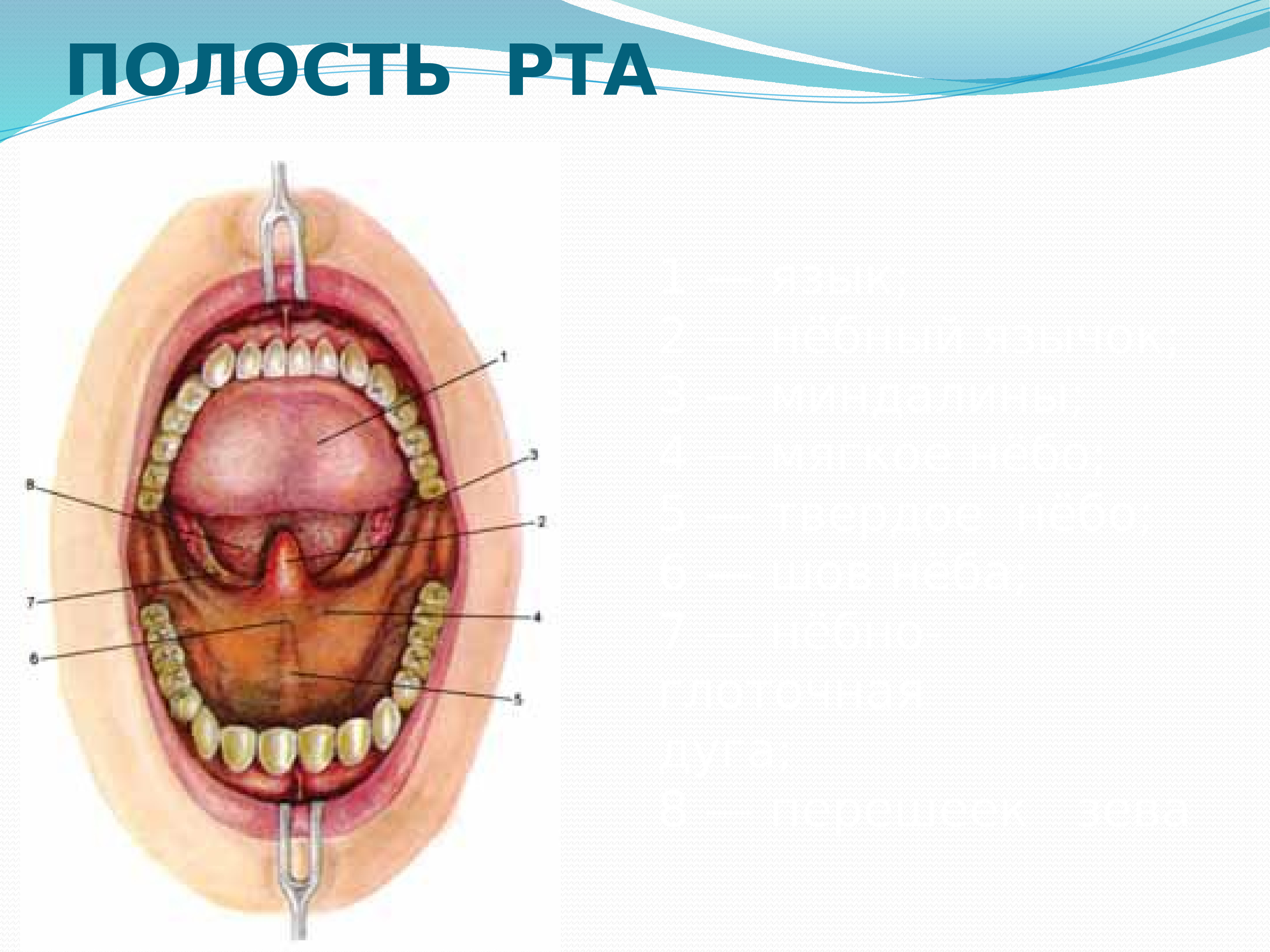 Полость рта схема. Анатомическое строение ротовой полости. Полость рта вид спереди. Строение внутри полости рта.