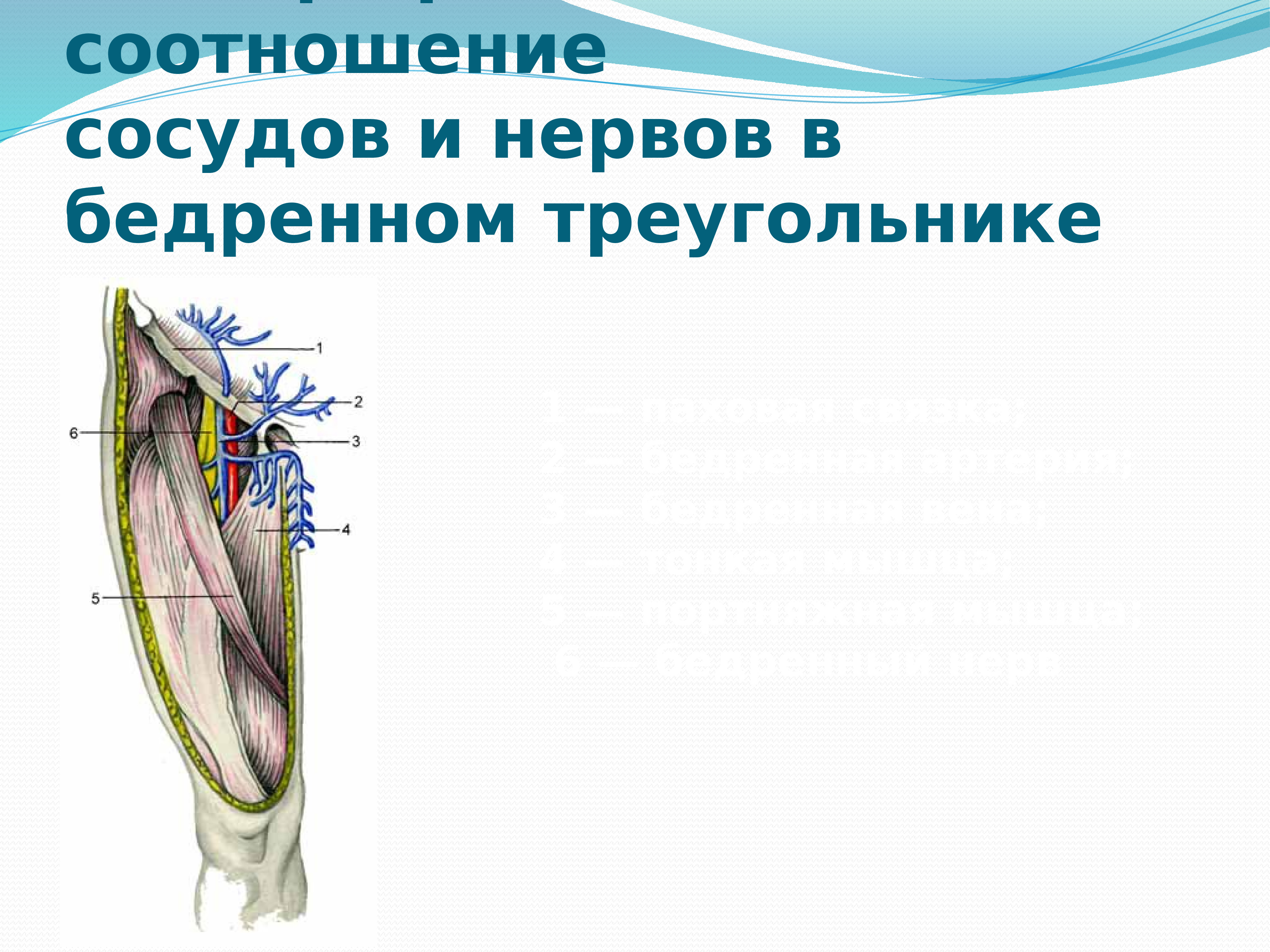 Бедренный треугольник картинка