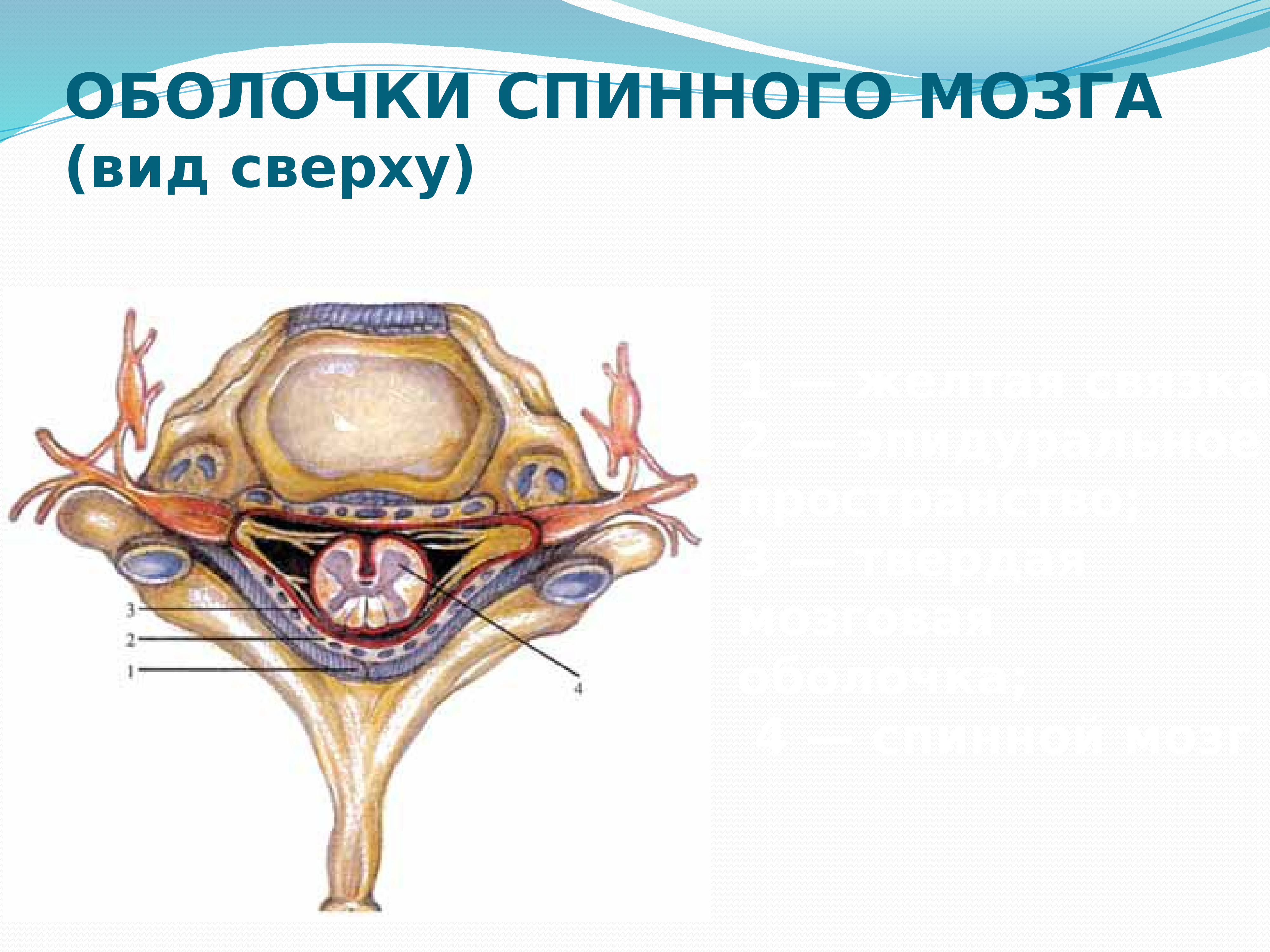 Спинной мозг оболочки. Оболочки спинного мозга анатомия. Мозговые оболочки спинного мозга. 3 Оболочки спинного мозга. Мягкая и паутинная оболочки спинного мозга развиваются из.