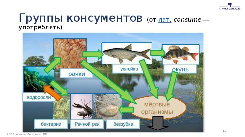 В агроэкосистеме отсутствуют консументы. Схема круговорота веществ в сообществе водоема 3. Схема кркговоротавеществ в сообществе водоема. Цепи питания в водоеме.