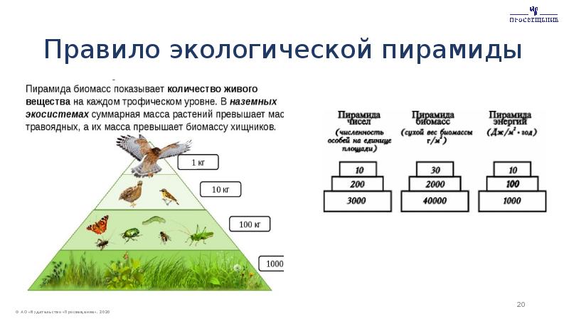 Экологическая пирамида перевернутая примеры