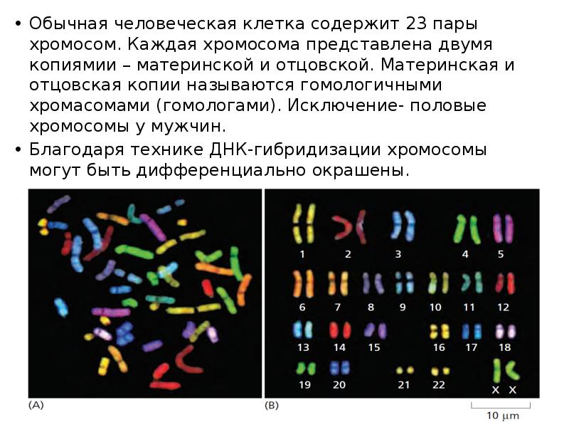 Каждая хромосома. Каждая клетка содержит 23 пары хромосом. Каждая хромосома представлена двумя. Половой хроматин презентация. Половая клетка содержит 23 хромосомы.