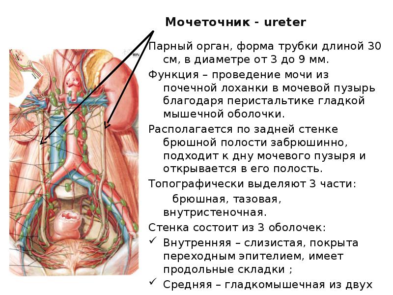 Мочеточник парный