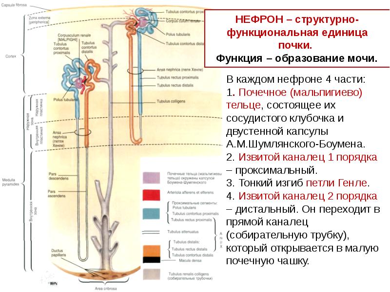 Система размножения человека презентация