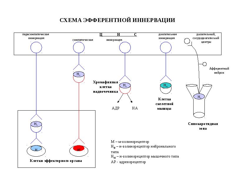 СХЕМА ЭФФЕРЕНТНОЙ ИННЕРВАЦИИ СХЕМА ЭФФЕРЕНТНОЙ ИННЕРВАЦИИ