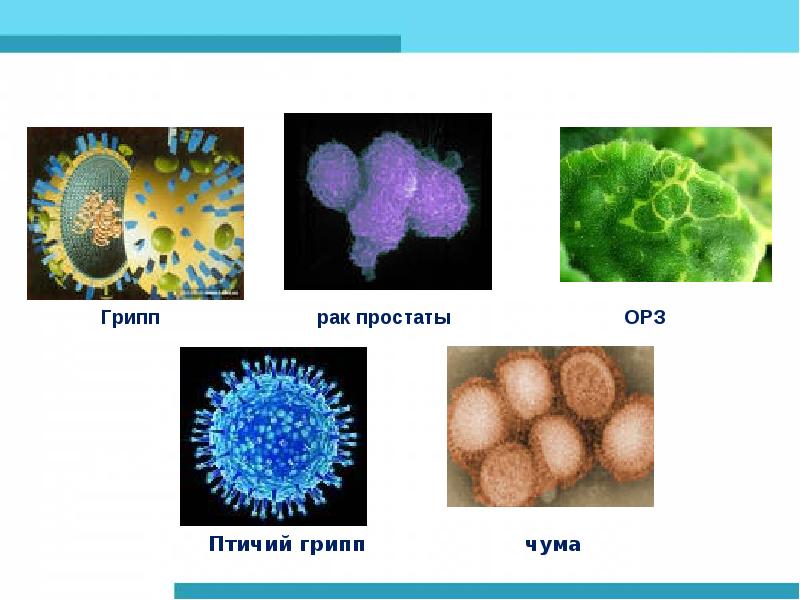 Проект на тему вирусы 21 века