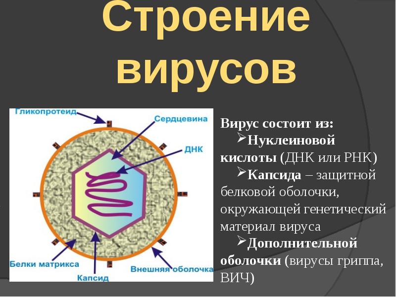 Вирусы 6 класс биология. Строение вируса биология 10. Строение биологического вируса. Строение белковой оболочки вируса. Строение вирусов кратко.