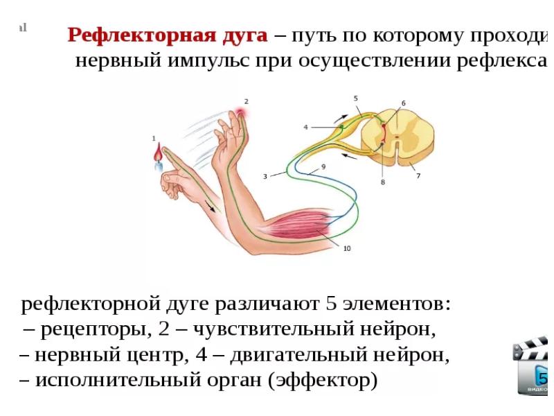 Создал теорию рефлексов 6 букв