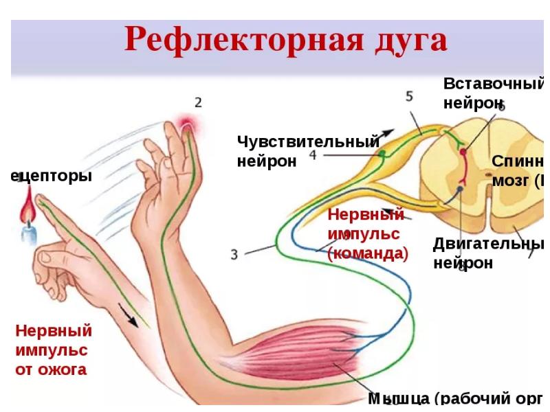 Презентация рефлексы человека