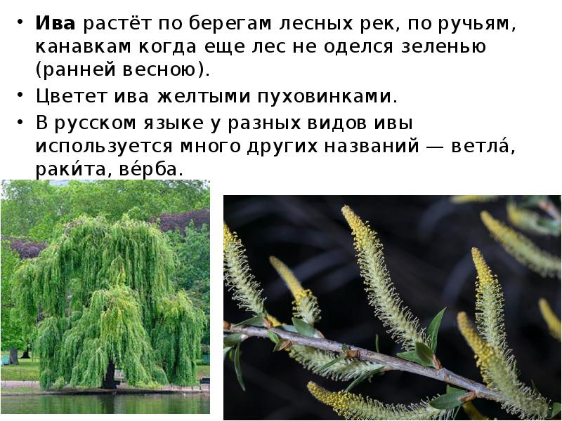 Текст по берегам лесных малых рек. Ива описание. Ива растет. Ива дерево описание. Ива характеристика дерева.