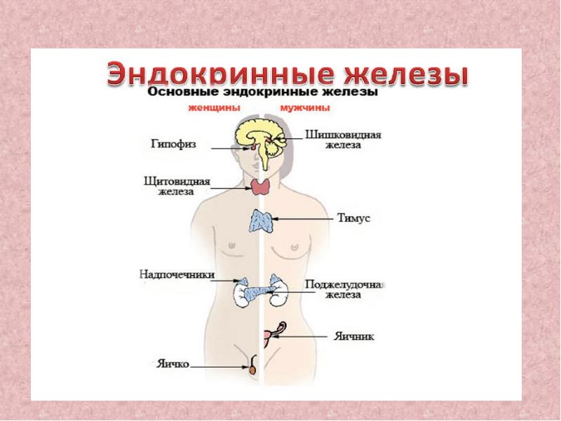 Укажите систему органов. Презентация на тему системы органов человека 8 класс. Эндокриальная система органы. Грудь девушки на уровне системы органов.