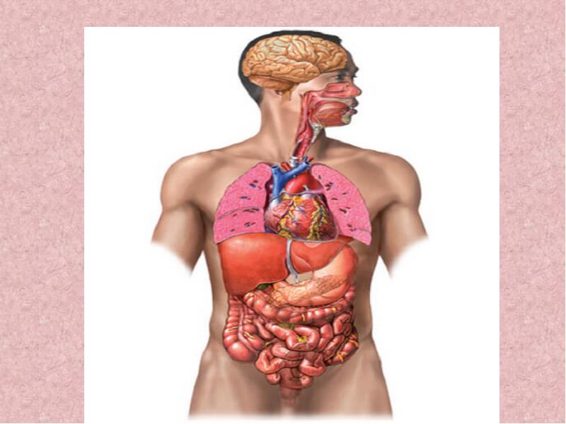 Систем и органов также. Органы человека 8 класс. Системы органов картинки. Системы органов показанные на человеке картинки. Chelovek-i-Ego-zdorove-359994/sistema-organov-dykhaniia.