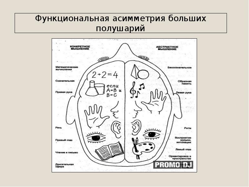 Полушария головного мозга презентация