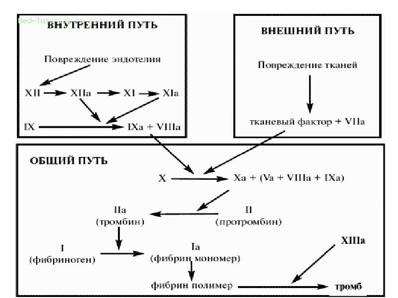 Схема сворачивания крови