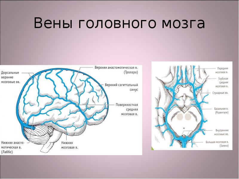 От головного мозга к рабочим органам. Венозный отток мозга схема. Поверхностные мозговые вены анатомия. Поверхностная средняя мозговая Вена. Вена Галена венозный отток.