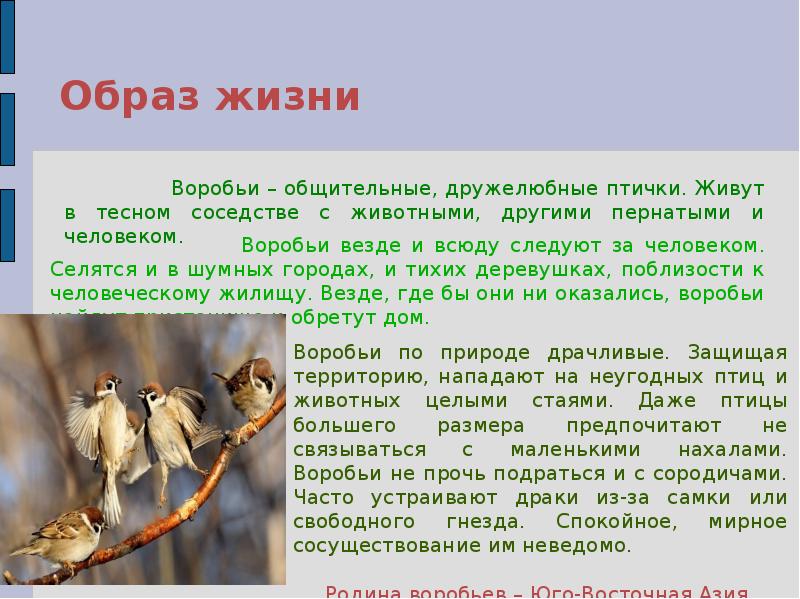 Роль птиц в природе кратко. Роль птиц в жизни. Роль птиц в жизни человека сообщение. Птицы в жизни человека. Сообщение на тему роль птиц в жизни человека.