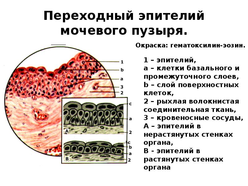 Какая ткань выстилает стенки внутренних органов