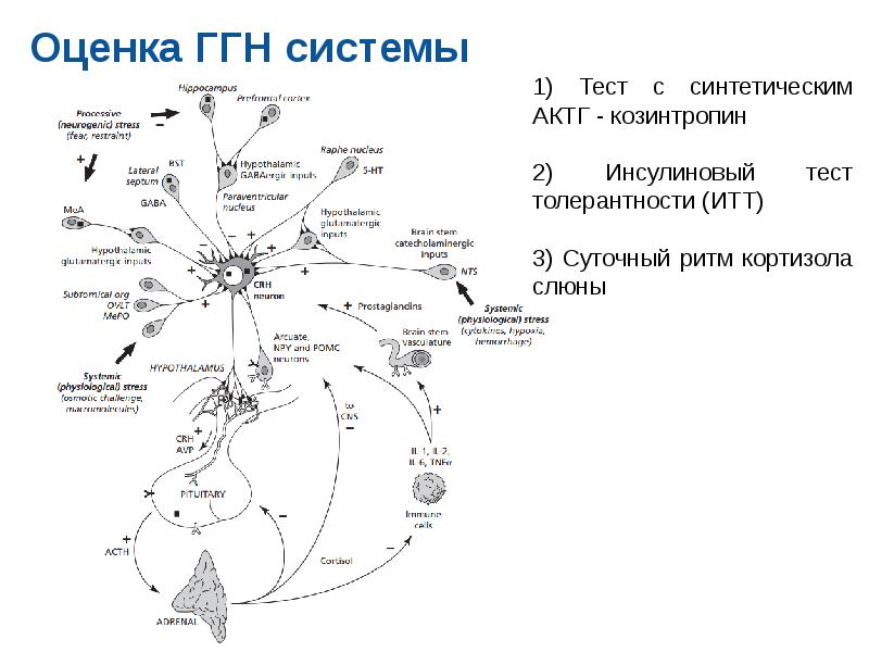 Схема гипоталамо гипофизарно адренокортикотропной системы