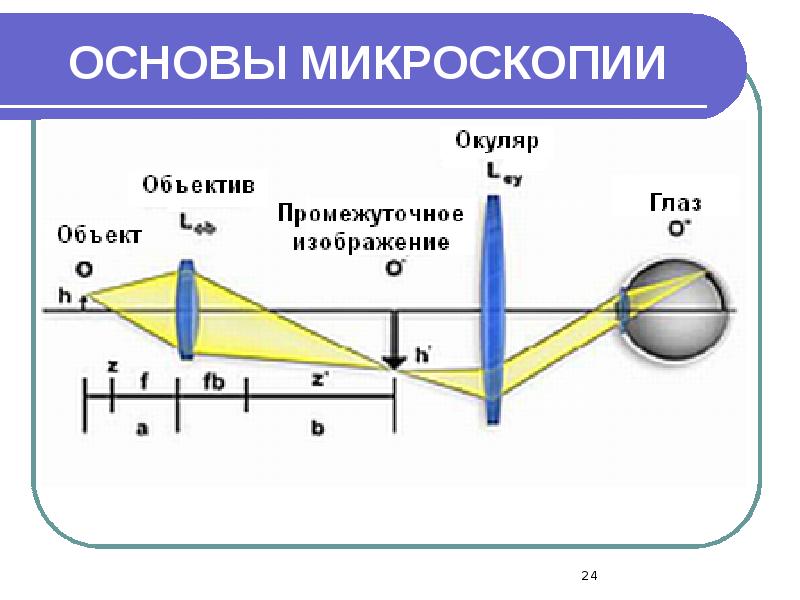 ОСНОВЫ МИКРОСКОПИИ ОСНОВЫ МИКРОСКОПИИ