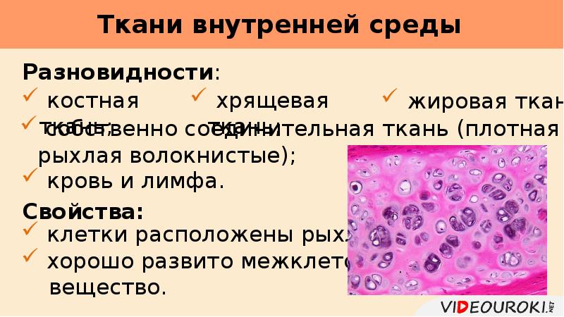 Собственная ткань. Ткани внутренней среды презентация. Жировая ткань межклеточное вещество. Рыхло расположенные клетки. Костная ткань, кровь, рыхлая волокнистая и хрящевая ткани.