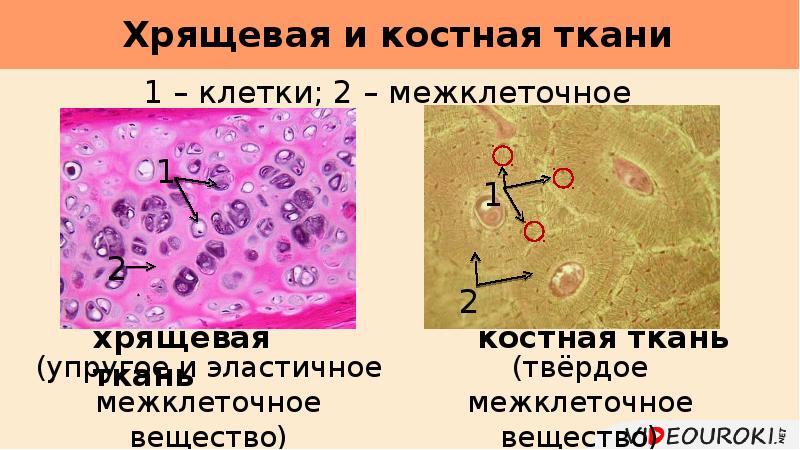 Ткань клетки межклеточное вещество. Межклеточное вещество костной ткани. Межклеточное вещество хрящевой ткани. Костная ткань клетки и межклеточное вещество. Хрящевая ткань клетки и межклеточное вещество.