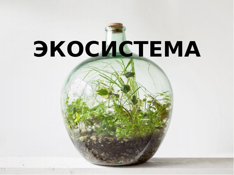 Мтс экосистема презентация