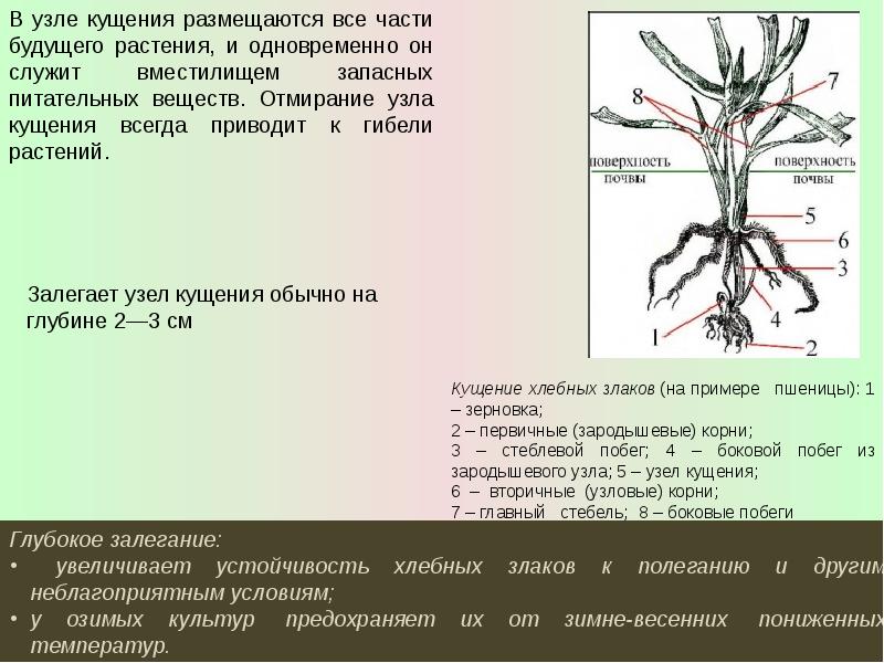 Схемы типов кущения