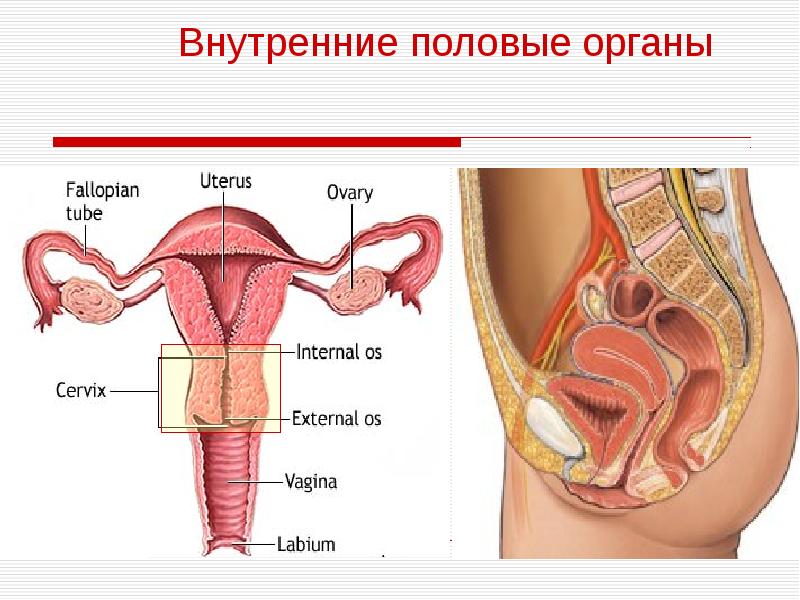 Фото Нижнего Органа Женского