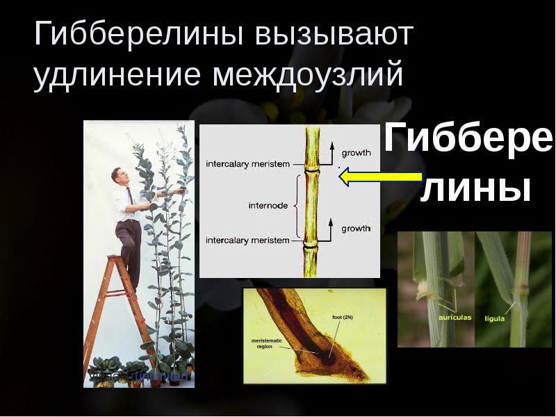 Растяжение клетки. Удлинение междоузлий. Степень развития междоузлий. Рост междоузлий обеспечивает. Типы междоузлий.