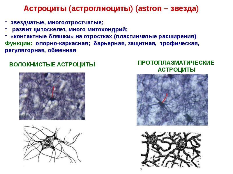 Нервная ткань гистология презентация