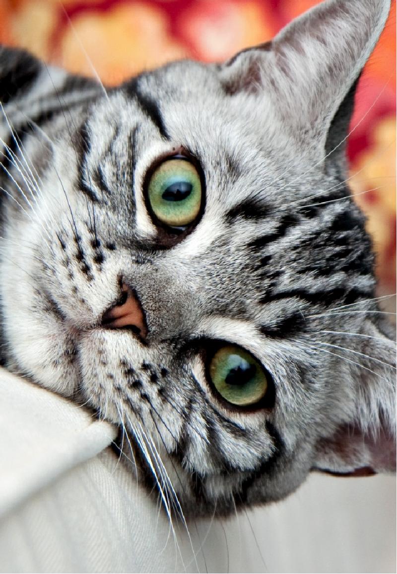фото на телефон на заставку кот