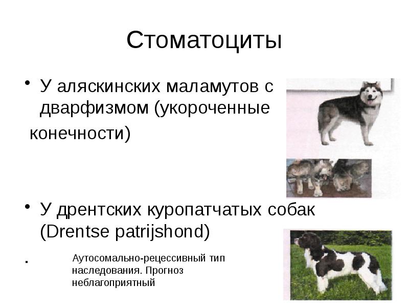 Стоматоциты
У аляскинских маламутов с дварфизмом (укороченные
конечности)
У дрентских Стоматоциты
У аляскинских маламутов с дварфизмом (укороченные
конечности)
У дрентских