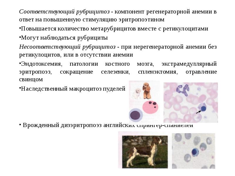 Соответствующий рубрицитоз - компонент регенераторной анемии в ответ на повышенную стимуляцию Соответствующий рубрицитоз - компонент регенераторной анемии в ответ на повышенную стимуляцию