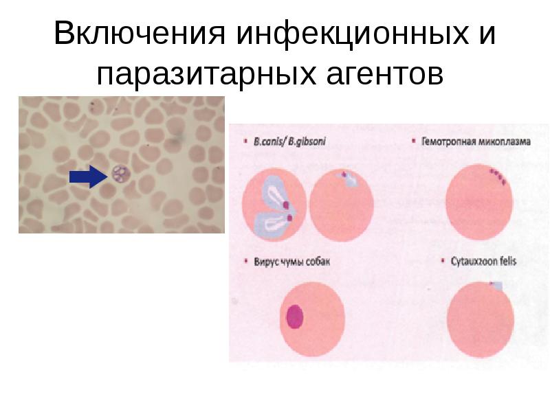 Включения инфекционных и паразитарных агентов Включения инфекционных и паразитарных агентов
