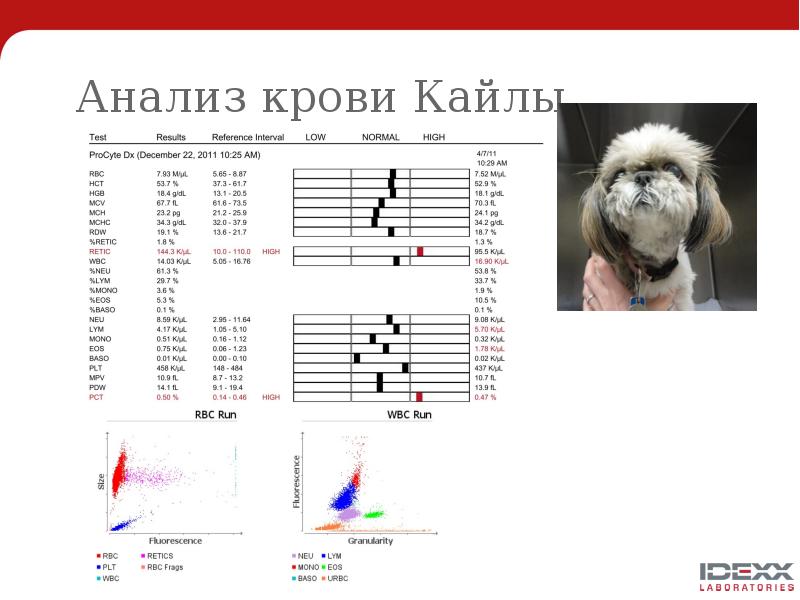 Анализ крови Кайлы Анализ крови Кайлы