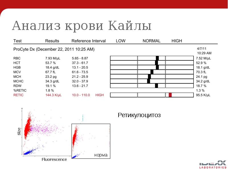 Анализ крови Кайлы Анализ крови Кайлы