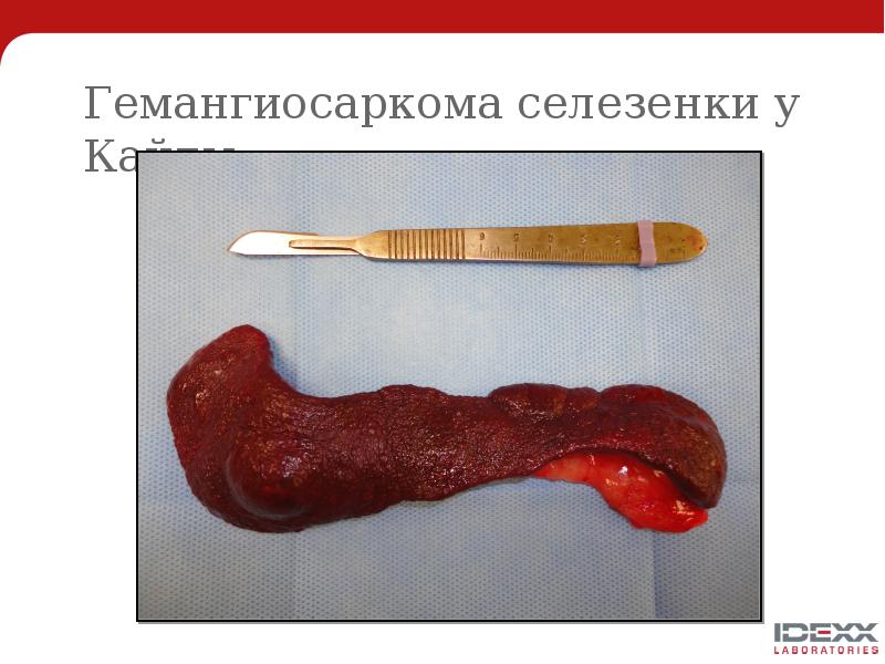 Гемангиосаркома селезенки у Кайлы Гемангиосаркома селезенки у Кайлы