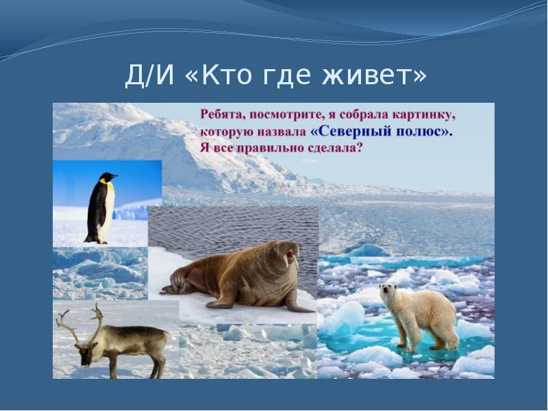 Животные арктики картинки с названиями