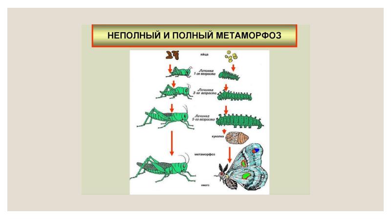 По рисункам определите типы онтогенеза организмов