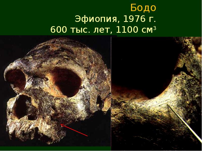 Презентация гейдельбергский человек