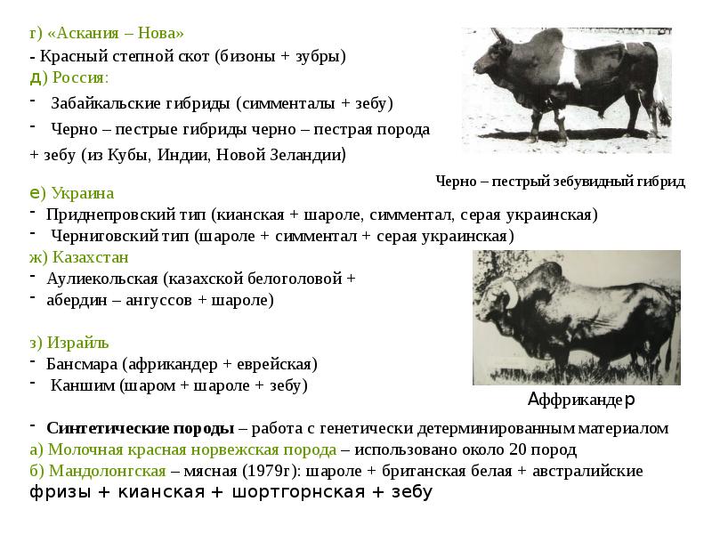 Составить схему однократного прилития крови джерсейской породы для улучшения черно пестрого скота