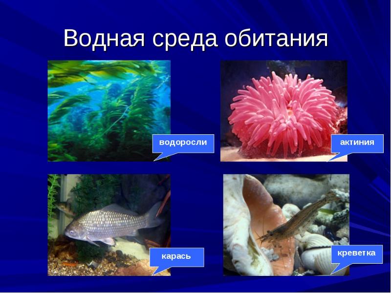 Водные животные презентация